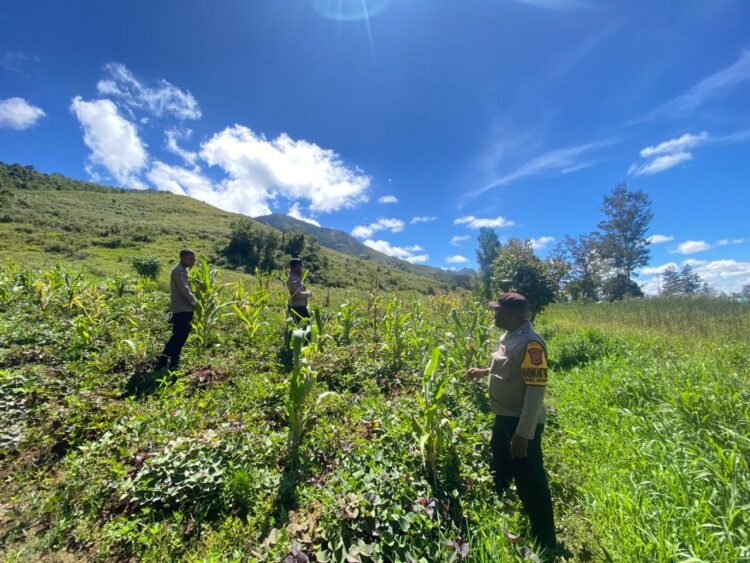 Polsek Kurulu Lakukan Pengecekan Perkembangan Tanaman Jagung Kuartal IV