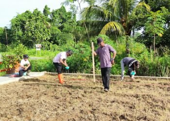 Polsek Bonggo Tanam Padi Inbrida Super 989, Dukung Ketahanan Pangan Nasional