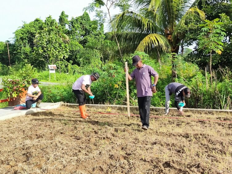 Polsek Bonggo Tanam Padi Inbrida Super 989, Dukung Ketahanan Pangan Nasional