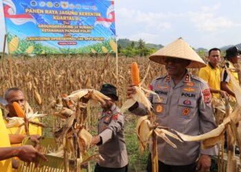 Polda Papua Gelar Panen Raya Jagung Kuartal II dan Dukung Program Ketahanan Pangan Nasional
