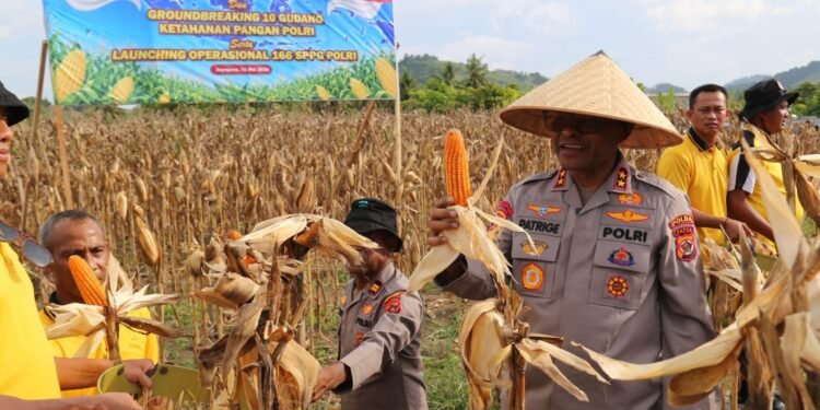 Polda Papua Gelar Panen Raya Jagung Kuartal II dan Dukung Program Ketahanan Pangan Nasional