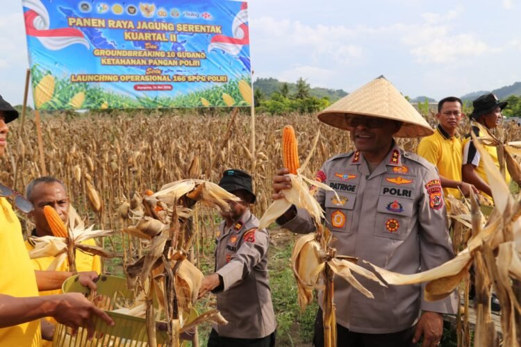Polda Papua Gelar Panen Raya Jagung Kuartal II dan Dukung Program Ketahanan Pangan Nasional