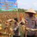 Polda Papua Gelar Panen Raya Jagung Kuartal II dan Dukung Program Ketahanan Pangan Nasional